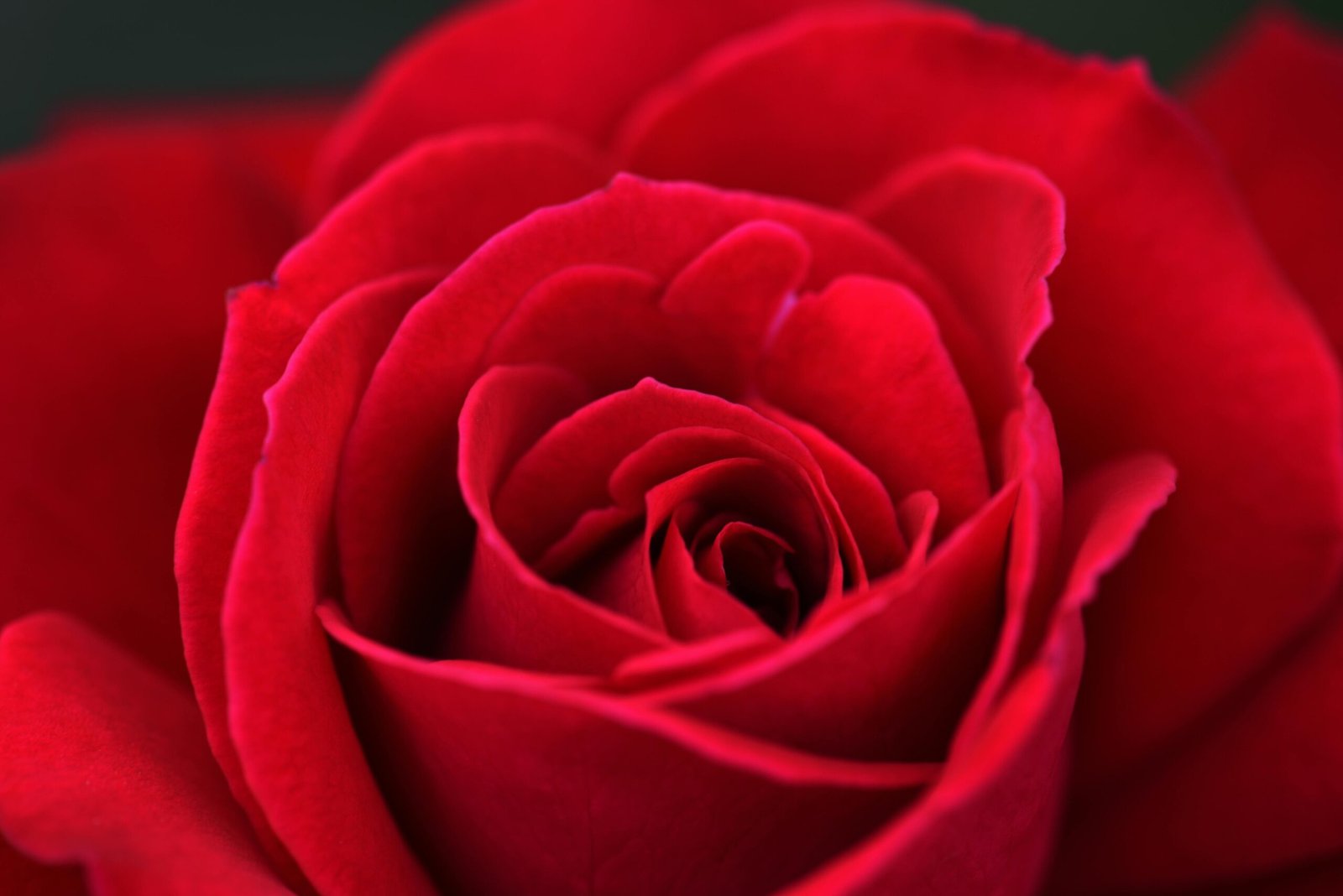 Rosas rojas premium