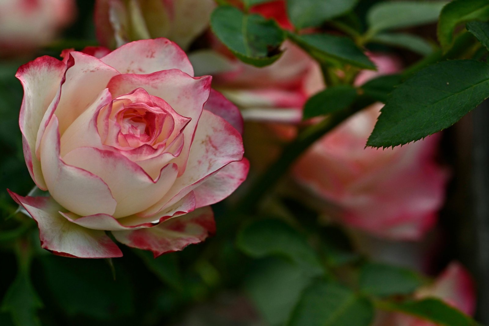 Rosas tinturadas premium